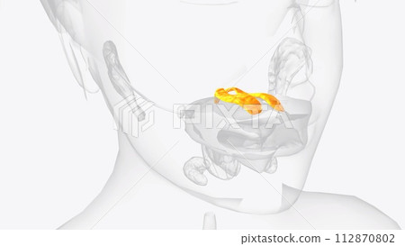The palatine glands form a continuous layer on the posterior surface of the mucous membrane of the soft palate and around uvula The palatine glands form a continuous layer on the posterior surface of the mucous membrane of the soft palate and around uvula 112870802