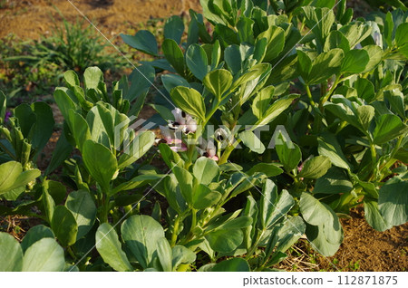 【3月】蠶豆花 拍攝地點:自家花園(神奈川縣大和市) 【3月】蠶豆花 拍攝地點:自家花園(神奈川縣大和市) 112871875