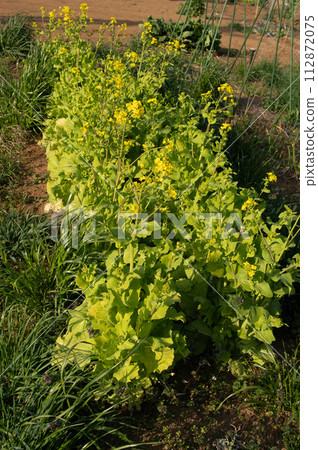 [March] Santousai rape blossoms Photo location: Home garden (Yamato City, Kanagawa Prefecture) 112872075