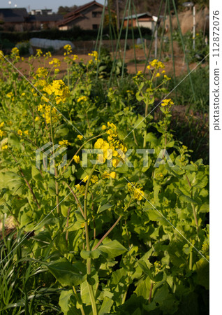 [March] Santousai rape blossoms Photo location: Home garden (Yamato City, Kanagawa Prefecture) 112872076