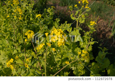 [March] Santousai rape blossoms Photo location: Home garden (Yamato City, Kanagawa Prefecture) 112872078
