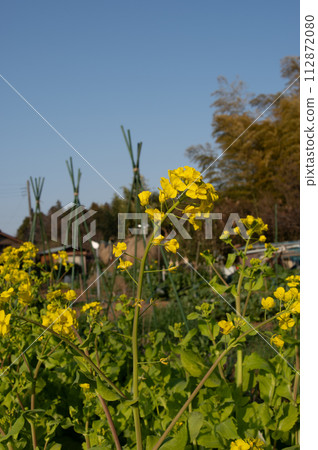 [March] Santousai rape blossoms Photo location: Home garden (Yamato City, Kanagawa Prefecture) 112872080