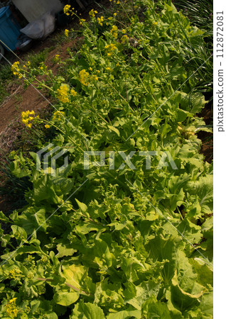 [March] Santousai rape blossoms Photo location: Home garden (Yamato City, Kanagawa Prefecture) 112872081