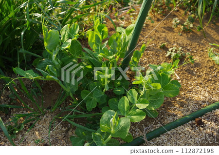 [March] Snap pea seedlings (direct sowing) Photo location: Home garden (Yamato City, Kanagawa Prefecture) 112872198