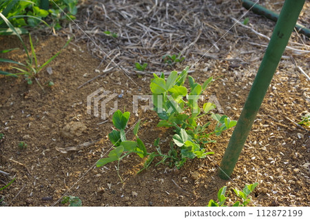 [March] Snap pea seedlings (direct sowing) Photo location: Home garden (Yamato City, Kanagawa Prefecture) 112872199