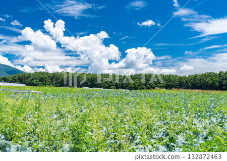 [Yamanashi Prefecture] Yatsugatake/summer rural scenery 112872463