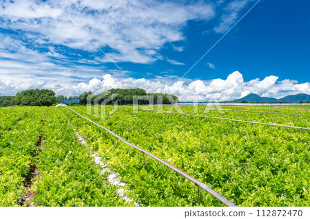 [山梨縣] 八岳/夏季田園風光 112872470