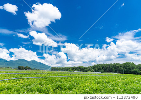 [Yamanashi Prefecture] Yatsugatake/summer rural scenery 112872490