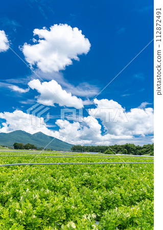 [Yamanashi Prefecture] Yatsugatake/summer rural scenery 112872491