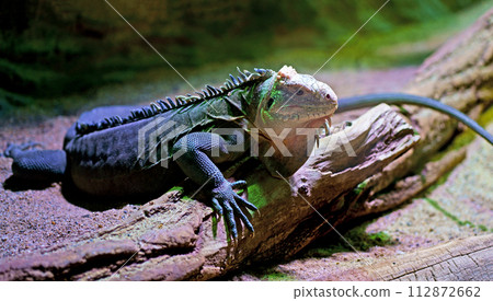 PRAGUE, CZECH REPUBLIC - 2023 112872662