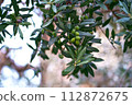 Olive grove. Green olive tree with fruits 112872675