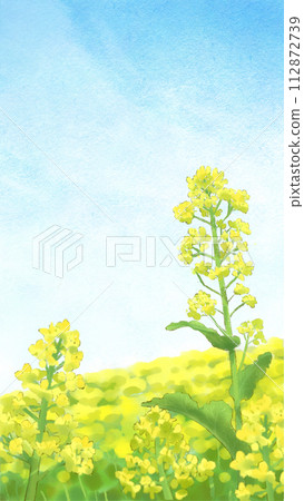 晴朗的天空和油菜田的插圖 晴朗的天空和油菜田的插圖 112872739