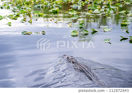 American Allegator swimming in marsh swamp water in the Everglades National Park, Florida American Allegator swimming in marsh swamp water in the Everglades National Park, Florida 112872843