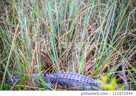 Selective focus on sawgrass in the swamp of the Florida Everglades with a defocused allegator in the background. Selective focus on sawgrass in the swamp of the Florida Everglades with a defocused allegator in the background. 112872844