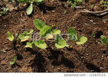 [April] Burdock seedlings and buds (direct sowing) Photo location: Home garden (Yamato City, Kanagawa Prefecture) 112873114