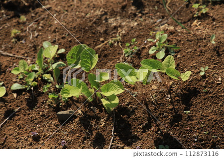 [April] Burdock seedlings and buds (direct sowing) Photo location: Home garden (Yamato City, Kanagawa Prefecture) 112873116