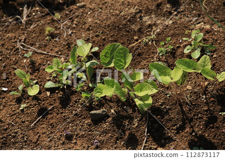 [April] Burdock seedlings and buds (direct sowing) Photo location: Home garden (Yamato City, Kanagawa Prefecture) 112873117