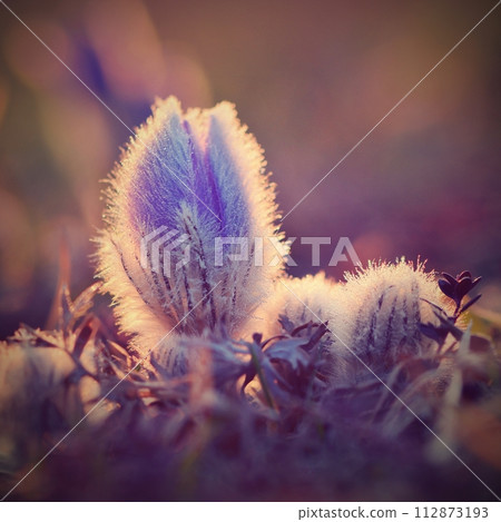 Spring flowers. Beautifully blossoming pasque flower and sun with a natural colored background. (Pulsatilla grandis) 112873193