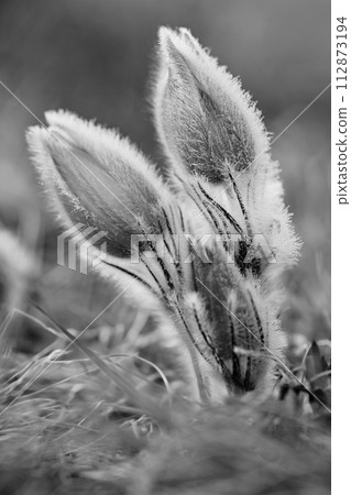 Spring flowers. Beautifully blossoming pasque flower and sun with a natural colored background. (Pulsatilla grandis) 112873194