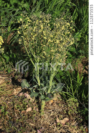 [April] Broccoli flowers Photo location: Home garden (Yamato City, Kanagawa Prefecture) 112873555