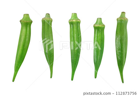 okra illustration real 112873756