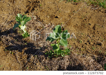 【12月】蠶豆苗 拍攝地點：自家花園（神奈川縣大和市） 112873782