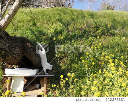 Cat climbing a tree in a field of rape blossoms 112873881