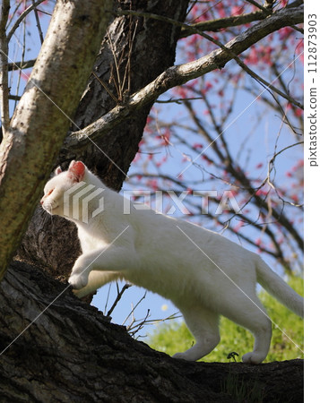 貓在油菜田裡爬樹 貓在油菜田裡爬樹 112873903