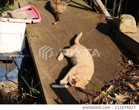 Cute expression of a cat playing innocently in the woods 112874027