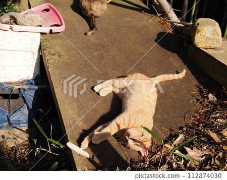 一隻貓在樹林裡天真玩耍的可愛表情 112874030