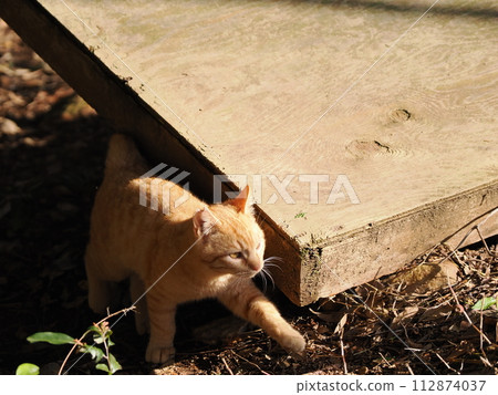 Cute expression of a cat playing innocently in the woods Cute expression of a cat playing innocently in the woods 112874037