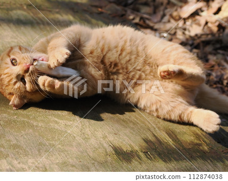 Cute expression of a cat playing innocently in the woods Cute expression of a cat playing innocently in the woods 112874038