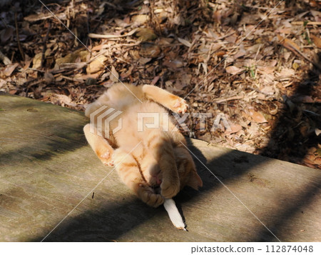 一隻貓在樹林裡天真玩耍的可愛表情 一隻貓在樹林裡天真玩耍的可愛表情 112874048