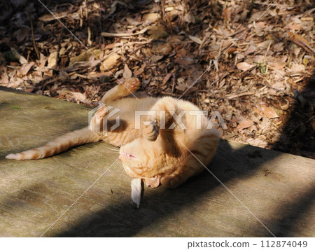 一隻貓在樹林裡天真玩耍的可愛表情 112874049