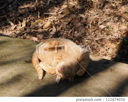 一隻貓在樹林裡天真玩耍的可愛表情 一隻貓在樹林裡天真玩耍的可愛表情 112874050