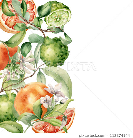 Border of grapefruit and bergamot citrus plants with jasmine flower watercolor isolated illustration. Hand drawn juicy fruit tree branch and flowers in botanical sketch style for aroma products label Border of grapefruit and bergamot citrus plants with jasmine flower watercolor isolated illustration. Hand drawn juicy fruit tree branch and flowers in botanical sketch style for aroma products label 112874144