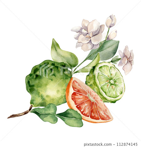 Citrus fruits and jasmine branch watercolor illustration isolated on white. Bergamot hand drawn. Fresh summer composition with sliced citrus ripe drawing. Design for packaging, label aroma product 112874145