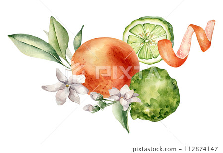 Citrus fruits and jasmine bright summer composition watercolor illustration isolated on white. Grapefruit hand drawn. Citrus ripe drawing botanical style. Design for packaging, label aroma product Citrus fruits and jasmine bright summer composition watercolor illustration isolated on white. Grapefruit hand drawn. Citrus ripe drawing botanical style. Design for packaging, label aroma product 112874147