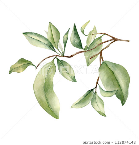 Leaves grapefruit tree watercolor illustration isolated on white. Branch of Citrus fruit tree hand drawn. Botanical art various leaves of mandarin tree. Orange fruit tree leaf painted . Green plants Leaves grapefruit tree watercolor illustration isolated on white. Branch of Citrus fruit tree hand drawn. Botanical art various leaves of mandarin tree. Orange fruit tree leaf painted . Green plants 112874148