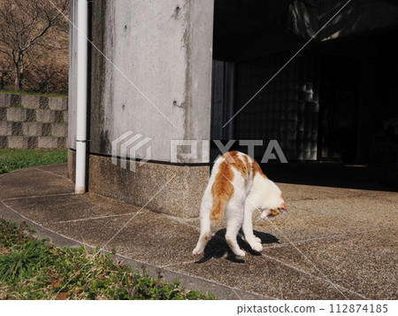 A relaxing cat A relaxing cat 112874185