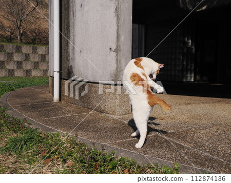 A relaxing cat 112874186