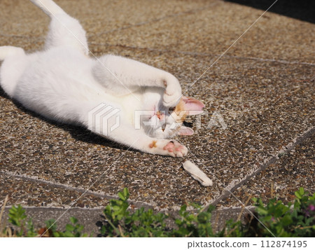 A relaxing cat A relaxing cat 112874195