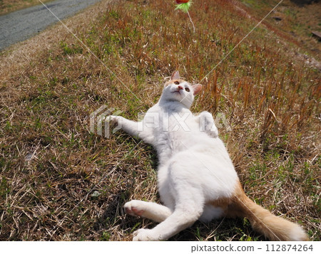 A relaxing cat 112874264