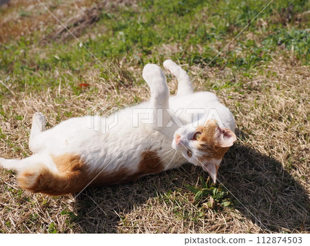 A cat taking a nap in the park sometimes flies away 112874503