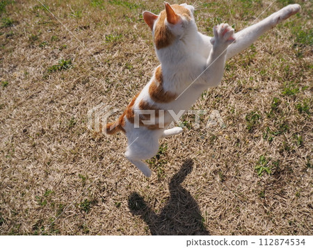 A cat taking a nap in the park sometimes flies away A cat taking a nap in the park sometimes flies away 112874534