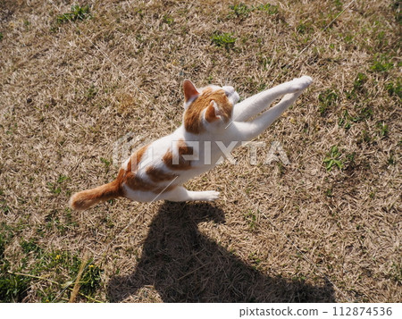 公園裡小睡的貓有時會飛走 112874536