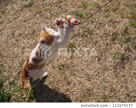 公園裡小睡的貓有時會飛走 112874537