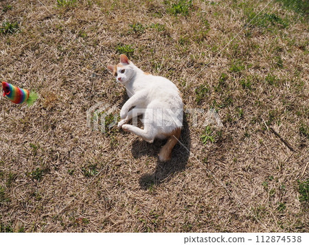 公園裡小睡的貓有時會飛走 公園裡小睡的貓有時會飛走 112874538