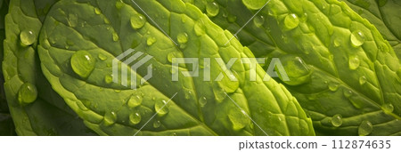 Background of green mint leaves, texture of aromatic healthy mint plants, banner 112874635