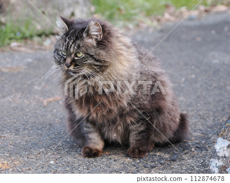Friendly cat breakfast Friendly cat breakfast 112874678